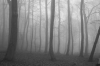 /album/slenderman/slenderman-sighting-4-slenderman6-jpg/